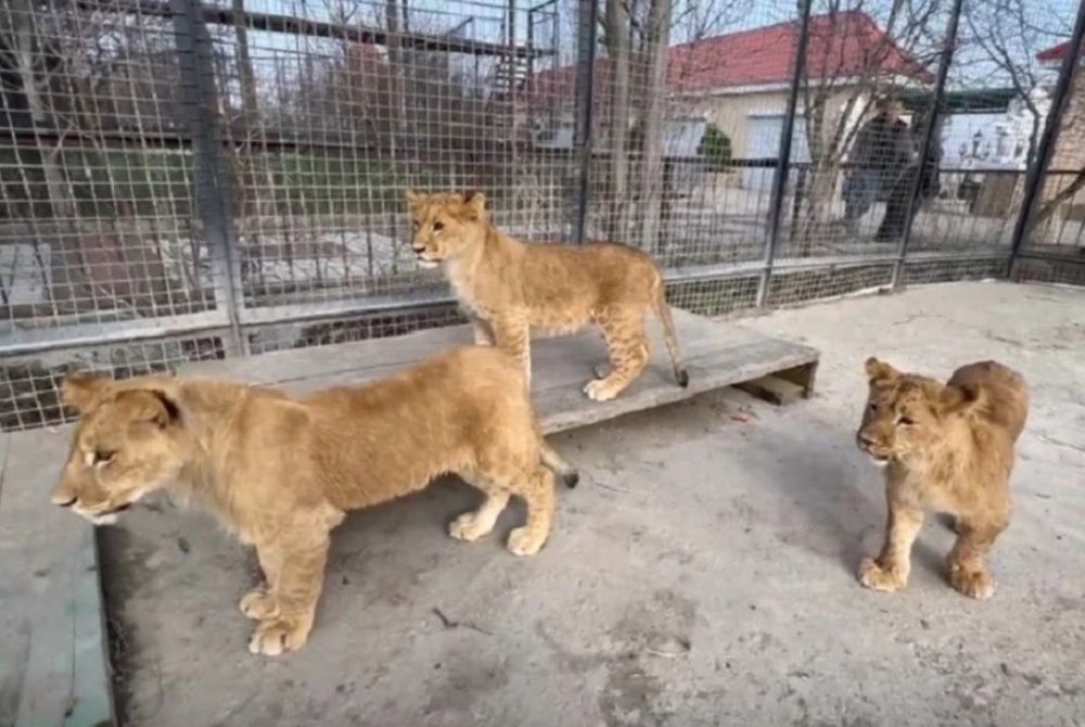 ��������� ����� � ����� ����������, ������� �������� � ��������, ���������� � ���� �����