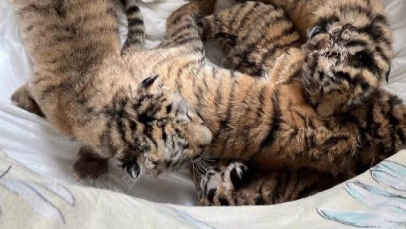 � �������� �������� ������� ���������� �� ����� ��������