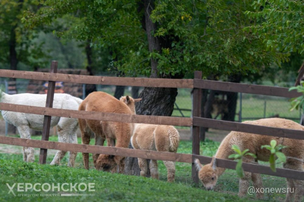 ���������� ��������-���� ������� ������ ������ �������� �� ������ � ������