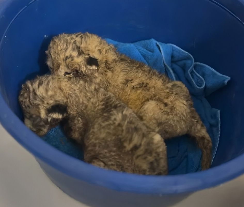 � �������� �������� ������ ���������� �� ������� ��������