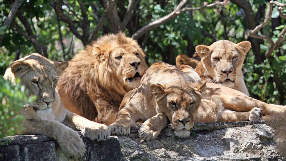 ����� � ���� � �������� ���� ��������� ���� ��������� � �������� "�������" ������