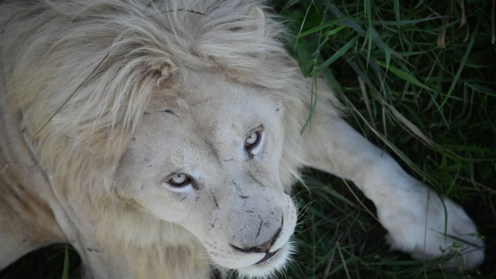 "� ������ �� ����": ������������ ������ ���������� ����� ���������� �� ��������� � ������