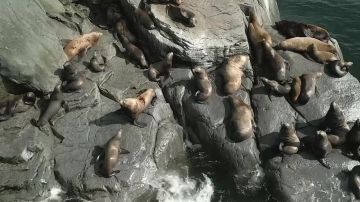 Спокойная жизнь на скалах посреди Охотского моря