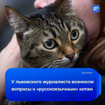 «Не мяукают, а нявкают»: львовский журналист возмутился рекламой с «русскоязычными» котами