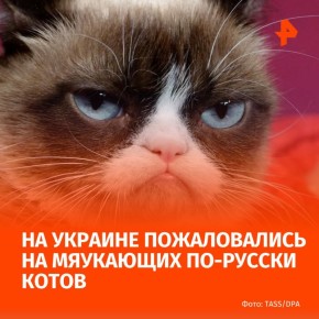 Не "мяу", а "няв": на говорящих по-русски котов пожаловались во Львове