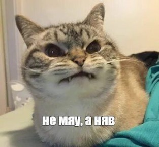 Во Львове хотят заставить кошек мяукать "по-украински", а не "по-русски"