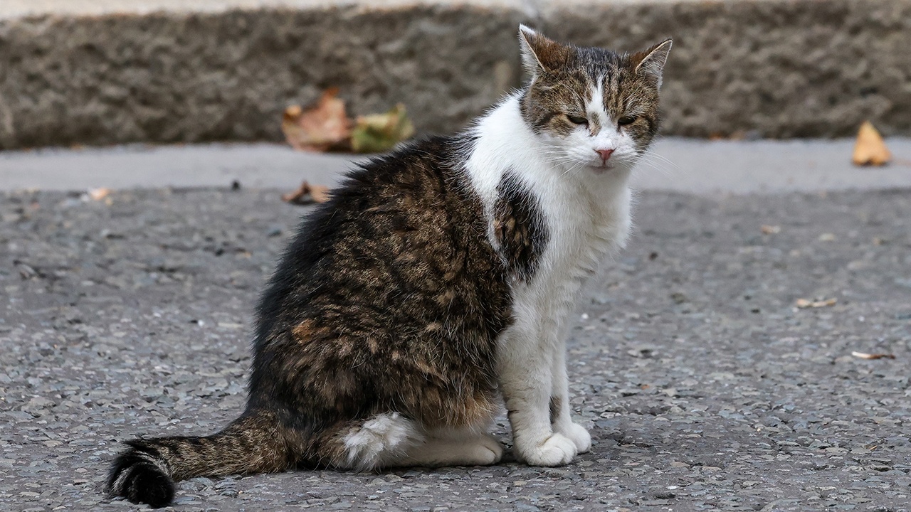 Во Львове хотят запретить кошкам мяукать «не по-украински»