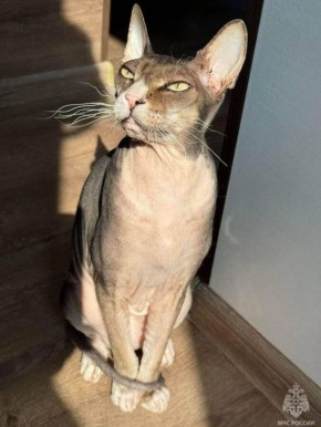 Во Львове предложили дерусифицировать кошек