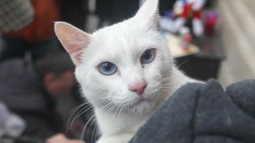 «Украинский кот должен говорить «Няв» а не «Мяу»: во Львове разгорается новый языковой скандал