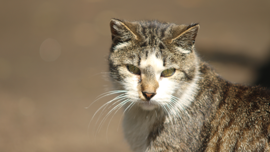 Украинец потребовал дерусифицировать кошек. Захарова успокоила: "Зимой его отпустит"