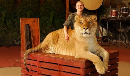 Самая большая кошка в мире