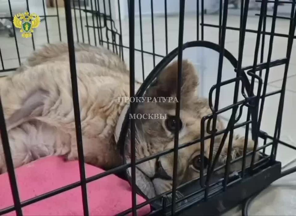 ����������� ��������� ������� �� �������-���� � ������������ ��������