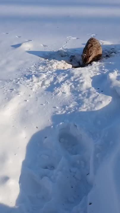К жителю Приамурья пришел в гости лесной кот, но общего языка они не нашли
