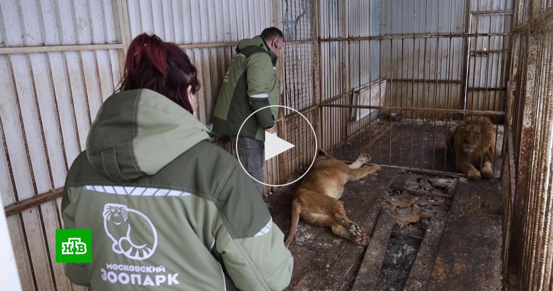 Львов, медведей и леопарда спасли из частного зверинца в Новой Москве