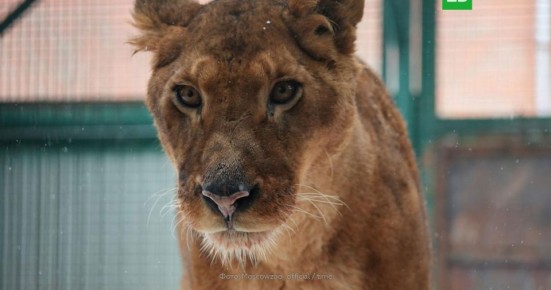 Московском зоопарке поселили львов, изъятых у бизнесмена в Раменках
