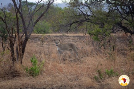 �������� ���������� ������� ������: ��������� ����� �������� 17 ��� ������