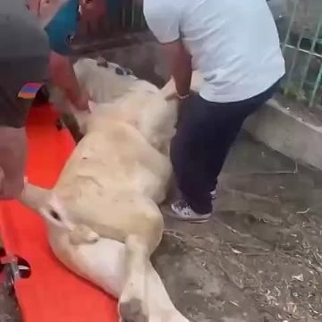 ���, �������� ������� ��������� ��������, ����� ������ � ������������� ��������, ��� � �� ���������, �����
