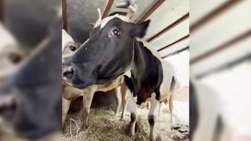 �� ������ ������ �������� ��� ��� � ���� ��-�� ����������� �������