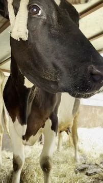 Во Львове коровы уже на сутки застряли в грузовике без воды, надлежащего ухода и доения из-за мобилизации хозяина