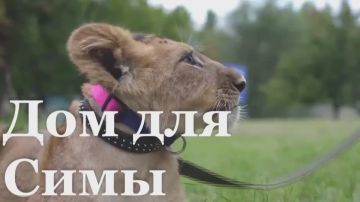 Луганская львица Сима уезжает в новый дом — в Ярославский цирк