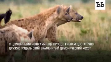 Пятнистые гиены умеют считать