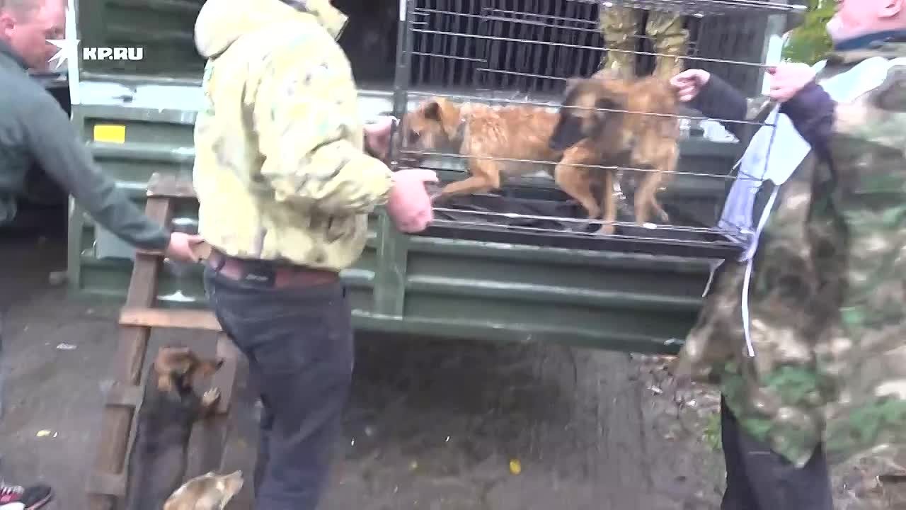 Директор крымского парка львов "Тайган" Олег Зубков рассказал об эвакуации домашних животных из Алешек